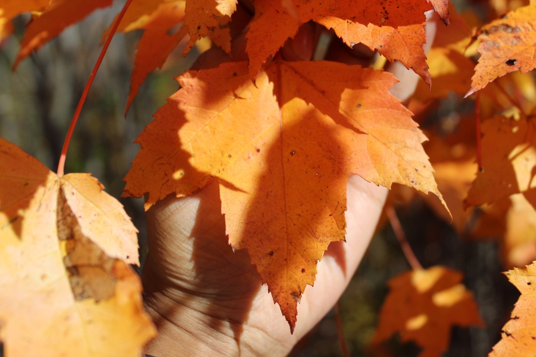 30360216306_bf73c7ff4b_o